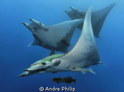 Troika - a close up meeting with a group of mobula rays by Andre Philip 
